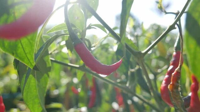 fresh red chilies in the garden in the morning, there is water in the chilies.