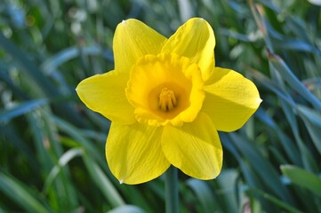 Flowers in the garden during spring . Colorful and nature background ......