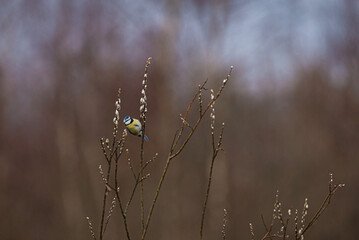 Blue tit (Cyanistes caeruleus) sitting on a willow branch