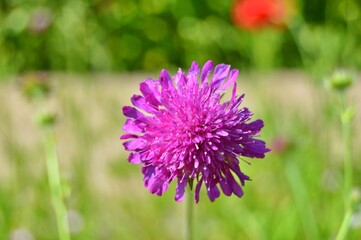 Flowers in the garden during spring . Colorful and nature background ......