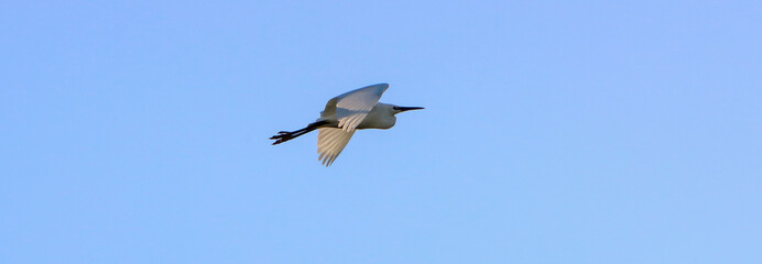 A beautiful animal portrait of a Little Egret in flight