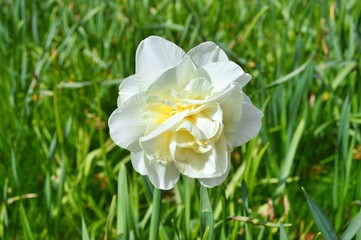 Flowers in the garden during spring . Colorful and nature background ......