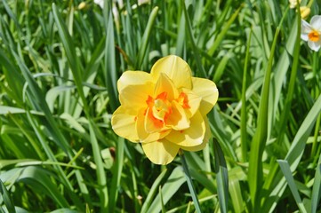 Flowers in the garden during spring . Colorful and nature background ......