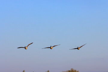 Canadian Geese in flight at sunset