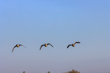 Canadian Geese in flight at sunset