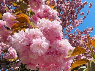 Beautiful sakura tree pink blossom double flowers in spring garden. 