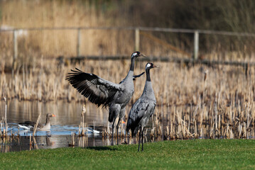 Common crane birds(Grus grus), flapping wings