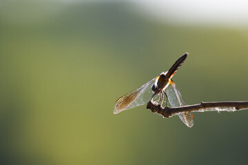 A female blue dasher dragonfly rests on a tree branch.