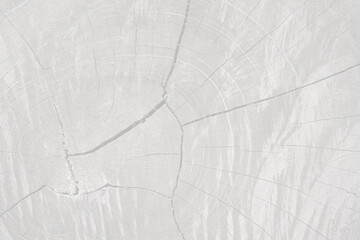 Empty black and white light gray wood natural cross-section of a tree panel for abstract ...