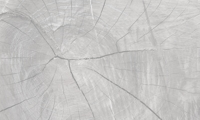Empty black and white wood natural cross-section of a tree panel for abstract  Horizontal seamless...