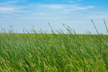 Hengsha Island, Chongming District, Shanghai-Wetland Scenery