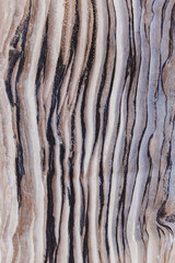 Background of a colored golden brown and black wavy natural tree trunk pattern in ancient tree bark. Vertical old wood texture, Close up.Vertical.