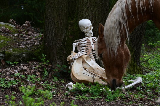 Abschied im Wald. Symbolisches Bild vom Abschied. Menschliches Skelett sitzt im Wald und h&auml;lt skelettierten Pferdesch&auml;del w&auml;hrend ein sch&ouml;nes Pferd anbei grast