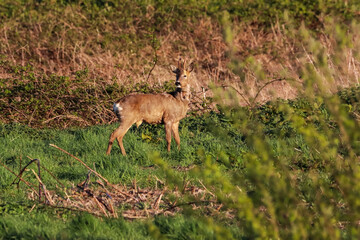 A beautiful animal portrait of a Roe Deer grazing in the English countryside at sunset
