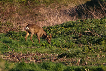 A beautiful animal portrait of a Roe Deer grazing in the English countryside at sunset