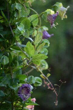 Cobaea flowers and leaves closeup on bokeh green background, floral background with copy space.