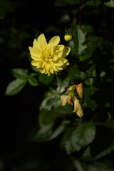 Yellow dahlia flowers blooming on bokeh dark green garden background, selective focus, closeup.