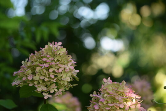 Autumn colors of panicled hydrangea flowers, hydrangeas on background of sunny autumnl garden.