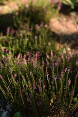 Heather garden with pink calluna vulgaris flowers, bokeh, selective focus, soft focus, blurr.
