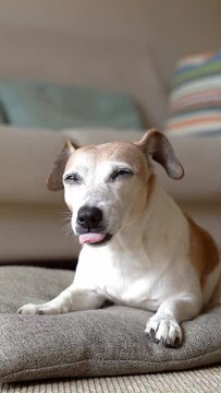 small white elderly dog with gray hair lies on a pillow on the floor in an apartment in the living room. yawns relaxed and looks at camera. falls asleep. Vertical video footage
