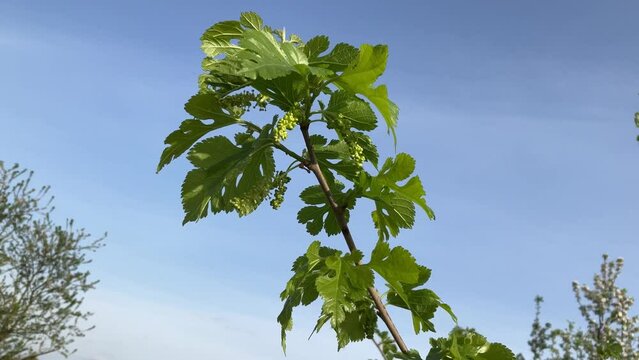 Branch of fruit bush of Morus alba, White mulberry with flowers and green leaves on spring sunny windy day with blue sky - real time. Topics: cultivation, beauty of nature, flowering, flora, season