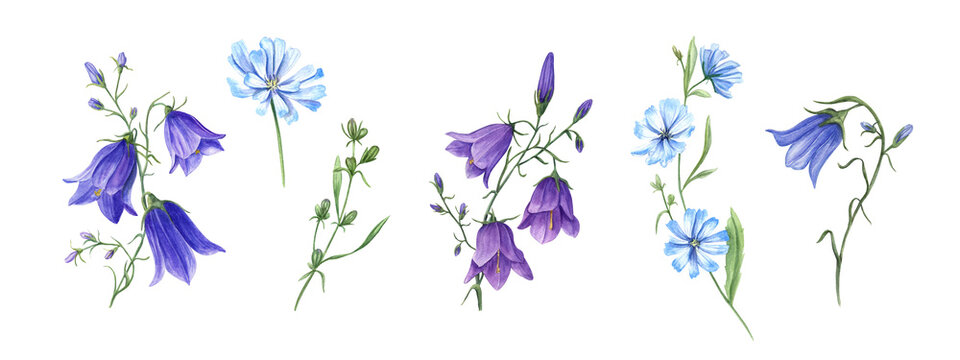 Blue chicory and campanula. Set of wild meadow flowers. Flower heads, bud, leaf. Cichorium and bell. Delicate intybus and harebell branches. Floral watercolor illustration. For medical design, package