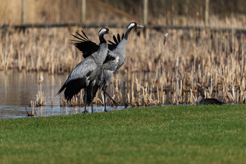 Common crane birds(Grus grus), flapping wings