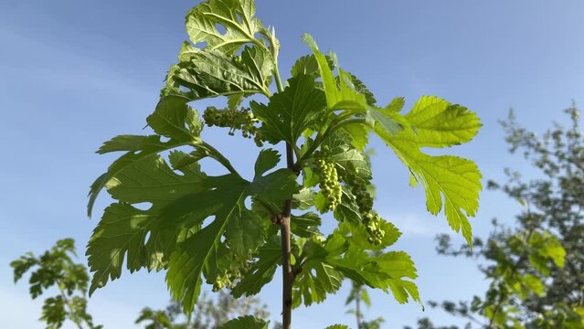 Branch of fruit bush of Morus alba, White mulberry with flowers and green leaves on spring sunny windy day with blue sky - slow motion. Topics: cultivation, beauty of nature, flowering, flora, season