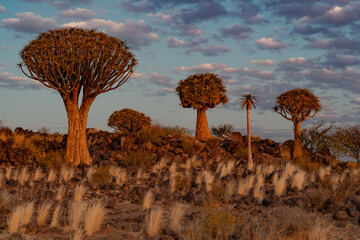 Desert landscape with with quiver trees (Aloe dichotoma), Northern Cape, South Africa