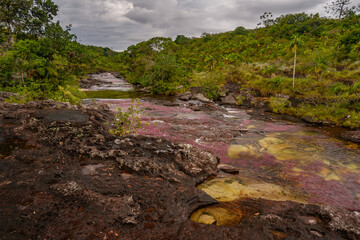 The rainbow river or five colors river is in Colombia one of the most beautiful nature places, is...