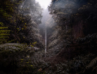 Obraz premium A waterfall in a dark forest on San Miguel island, Azores. 