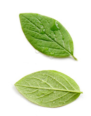 two fresh green leaves