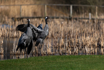 Two cranes dances during ritual mating season
