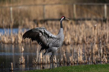 Fototapeta premium Crane bird dance