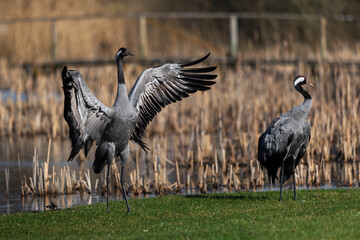 Two cranes dances during ritual mating season