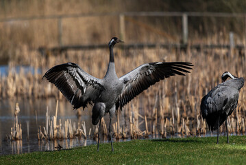 Two cranes dances during ritual mating season