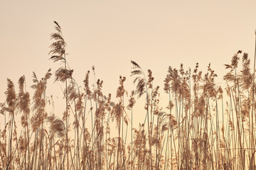 Serene landscape of tall pampas grass swaying gently in the breeze against a clear sky.