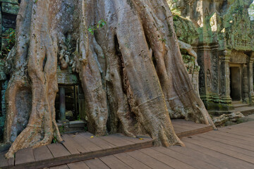 Naklejka premium famous spung tree growing in the Ta Prohm temple ruins in Siem Reap, Cambodia