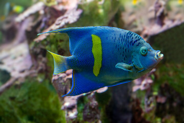 Yellowbar or Red Sea Angelfish (Pomacanthus maculosus)
