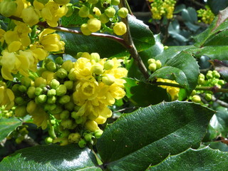 plant with yellow flowers