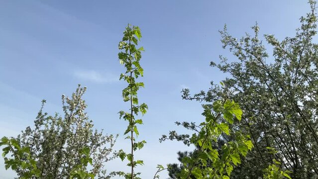 Branches of apple trees and fruit bush of Morus alba, White mulberry with flowers and green leaves on spring sunny day with blue sky - real time. Topics: cultivation, beauty of nature
