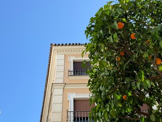orangers et angle de rue à séville