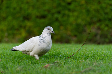 Close-up white pigeon on green grass in Dubai, UAE