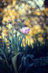 Tulipany, kwiaty wiosenne, tapeta, wzór kwiatowy