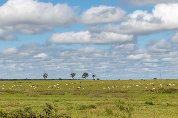 cattle grazing under cloud-filled sky