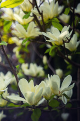 Pastelowe kwiaty magnolii, tapeta, wzór kwiatowy