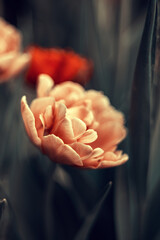 Obraz premium Tulipany, kwiaty wiosenne, tapeta, wzór kwiatowy