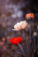 Fototapeta premium Tulipany, kwiaty wiosenne, tapeta, wzór kwiatowy