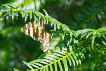 Two speckled Wood Butterfly (Pararge aegeria) mating hanging off a tree branch in Zurich,...