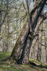 Fototapeta premium tree in the woods